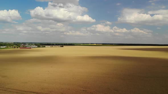 Beautiful Yellow Field with Ripe Wheat on a Sunny Day in Russia