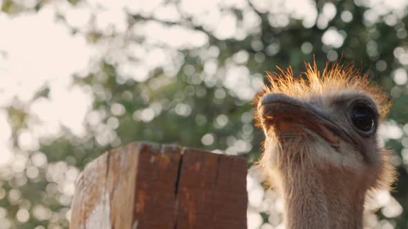 Funny African Ostrich Pecks at a Fence alt