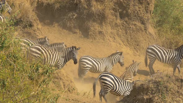 Zebras walking on dusty terrain alt