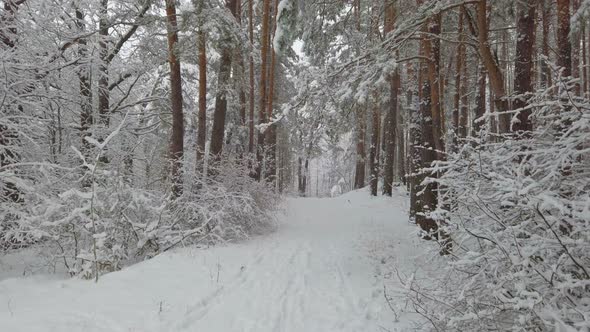 Country Road Beautiful Winter Pine Forest