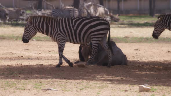 Zebras and wildebeest grazing