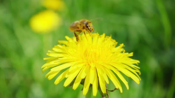 A bee collects nectar from a dandelion flower and flies away, slow motion 250fps alt