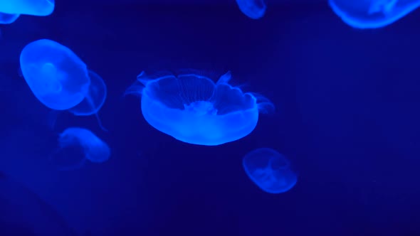 Jellyfish swim slowly in blue water under neon light alt