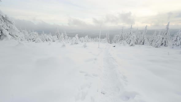 A Snowcovered Forest Winter Landscape  a Trodden Path in the Snow alt