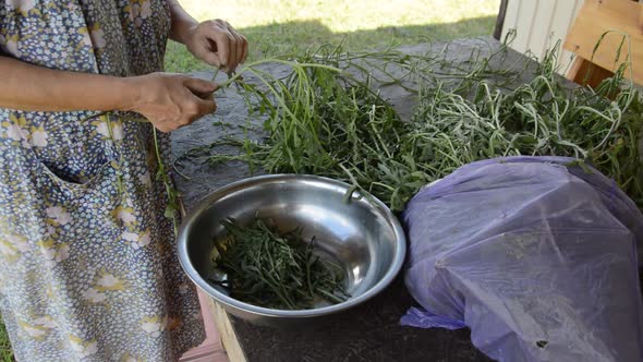 Cleaning herb arugula for vegetarian eating alt