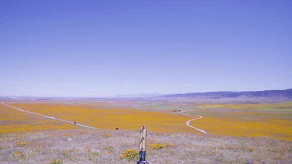 Overview of the Yellow Poppy Fields from atop a hill. The Antelope Valley Poppy Reserve in Lancaster alt
