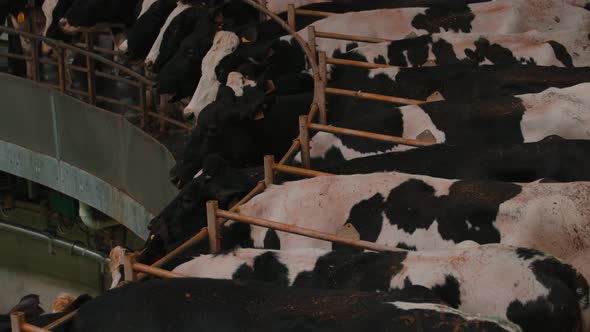 Milking cows on the carousel - automatic industrial milking rotary system. alt