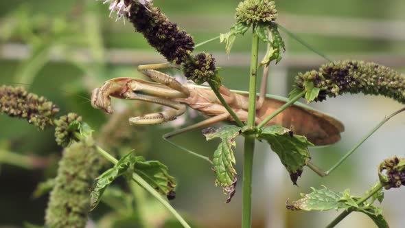 Large Praying Mantis On A Plant