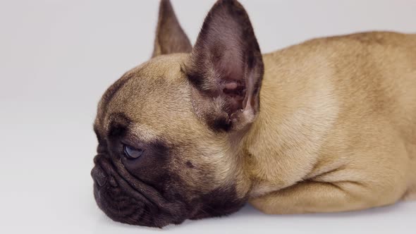 A Cute French Bulldog Puppy alt