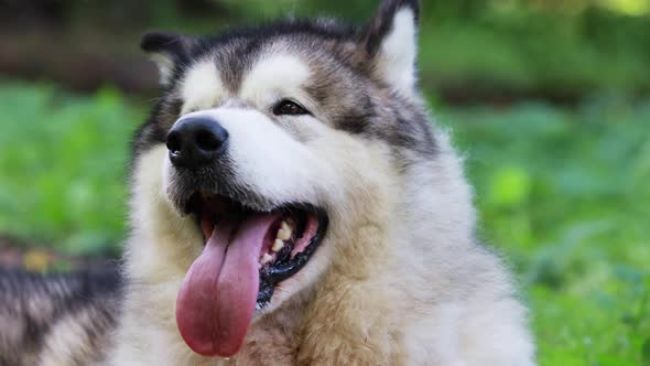 Portrait of Thoroughbred Alaskan Malamute Dog Outdoors