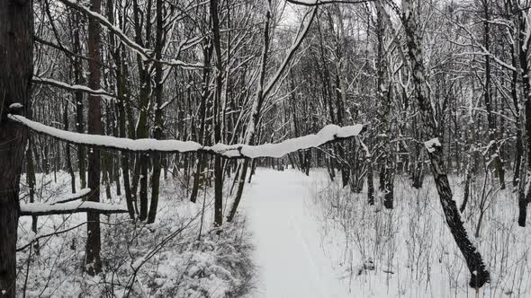 Walking in forest on hiking trail. alt