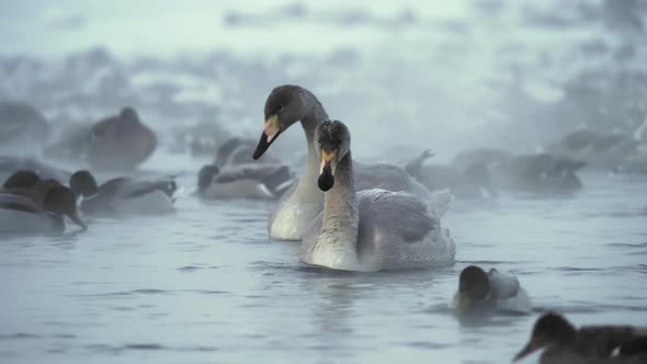 Whooper swans (Cygnus cygnus) and mallards (Anas platyrhynchos). On a cold winter morning. Floats in alt
