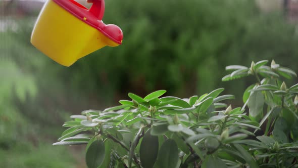 Children's Watering Can Watering Flowers in the Garden alt
