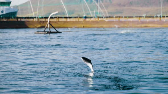 Atlantic salmon leaps out of water as rotating feed pipe throws feed pellets in pen alt