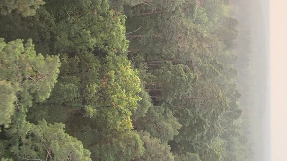 Vertical Video of a Green Forest on a Summer Day alt