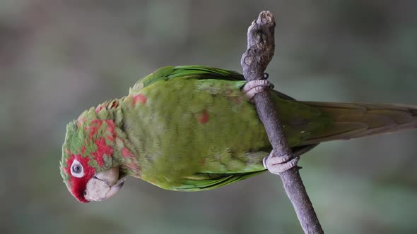 Close up shot of wild Mitred Parakeet or Psittacara mitratus perched on branch alt