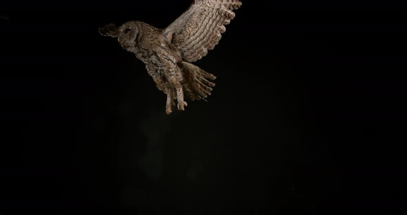 900178 Eurasian Tawny Owl, strix aluco, Adult in Flight, Normandy, Slow motion 4K alt