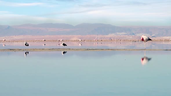 Andean Flamingos in the Atacama Desert, Chile. alt