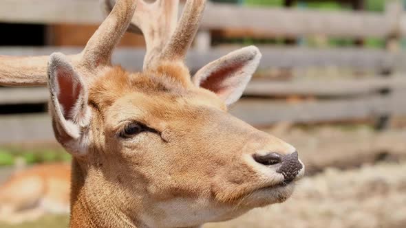 The Reindeer Rehabilitation Farm is one of the largest species of deer alt