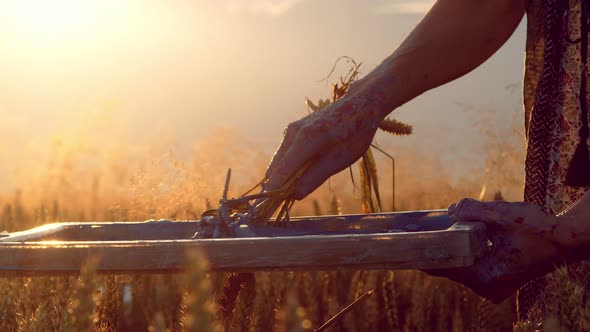 Close Up of the Hand of a Woman Artist, Who Instead of a Brush Picks Up Paint with Wheat Ears alt