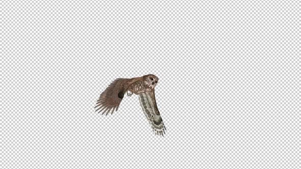 Owl - Spotted - Flying Transition II