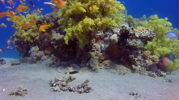 Underwater Colorful Tropical Reef with Stingray, Stock Footage | VideoHive