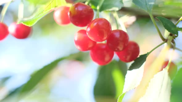 Red and Ripe Cherries on a Branch Before Harvest in Early Summer alt