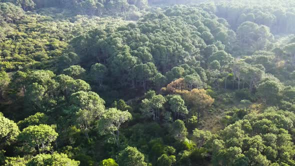 Flying over a natural forest, close to a beach, Cabo Polonio National Park, Uruguay (aerial view) alt