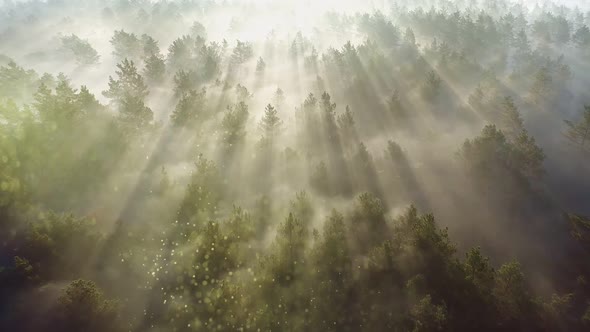 Flying Over the Magical Forest alt