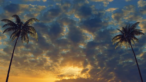 Several tropical palms near the sea against the backdrop of beautiful clouds during sunset.