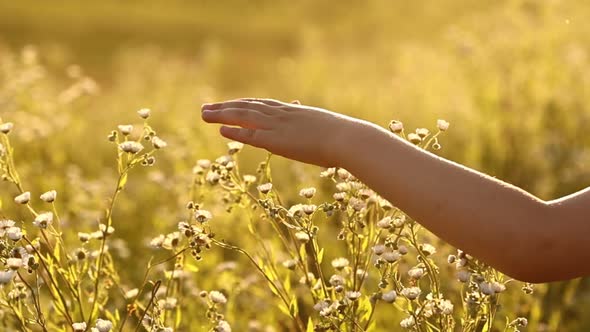 child girl hand running through wild meadow field on sunset light. Female hand touching wild flowers