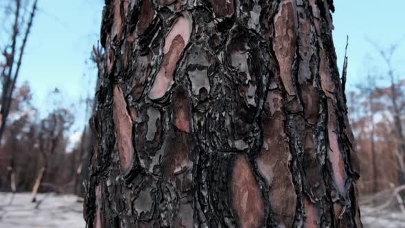 Burnt tree trunk and bark alt