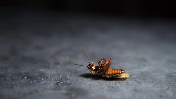 Cockroach Lies on Its Back with Its Paws Up and Turns