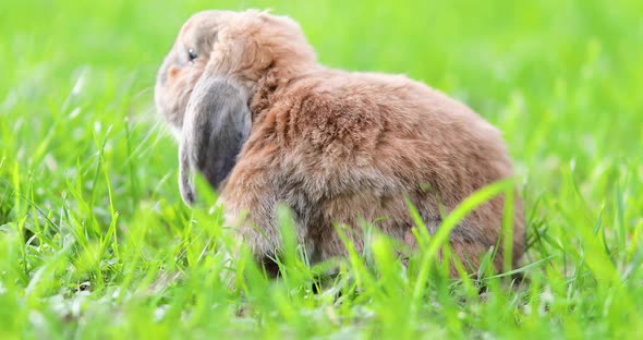 Lop-Eared Rabbit Jumps on The Lawn and Chews the Grass. Rabbit in The Natural Habitat.