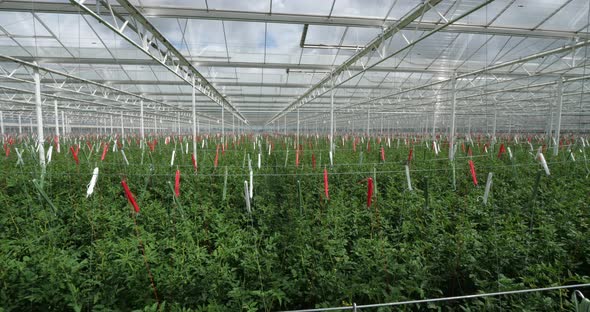 Hydroponics culture. Tomatoes growing under green houses in southern France. alt