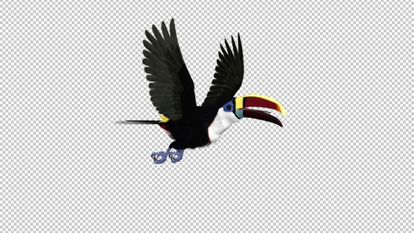 Toucan - I - White Throated - Flying Loop - Side Angle