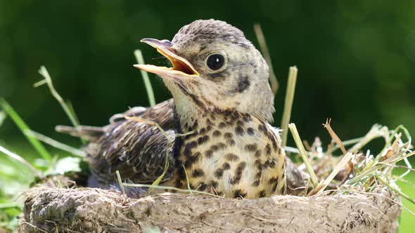 Nestling Thrush Fieldfare in a Nest 