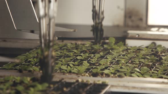 Automatic planting of young seedlings using a robot in an industrial nursery alt