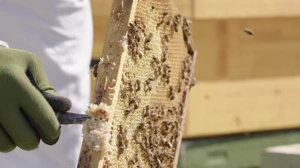 BEEKEEPING - Beekeeper scraping wax from a beehive frame, slow motion close up alt