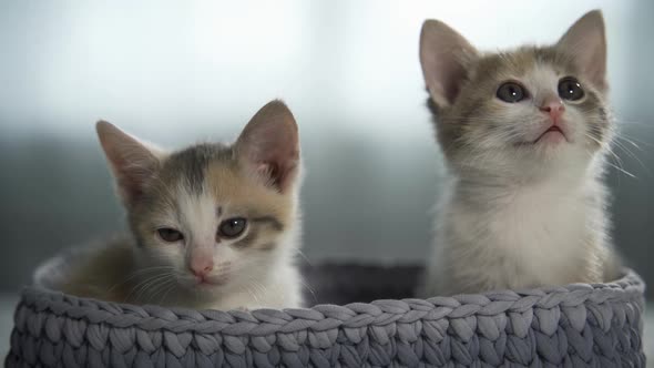 Two Calm Kittens with Big Ears are Sitting in a Wicker Basket