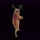 27 Deer Dancing 4K - VideoHive Item for Sale