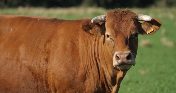 Male of the limousin cattle. The limousin is a French breed of beef cattle. alt