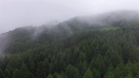 Fog over the Forests