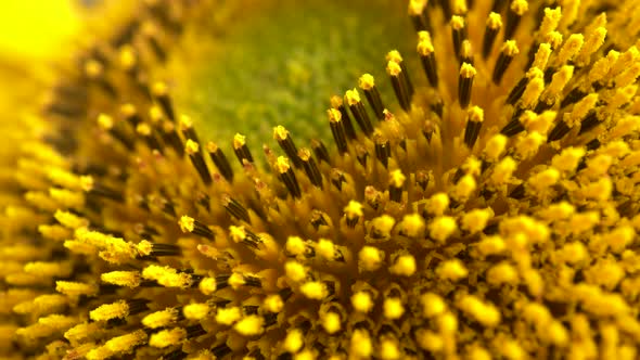 Macro Sunflower Head Rotation