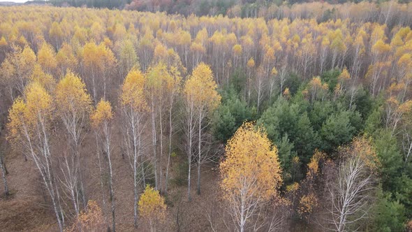 Forest with Trees in an Autumn Day alt
