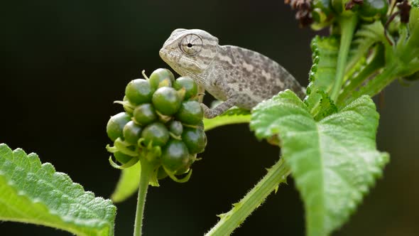 Baby Chameleon in a Branch alt