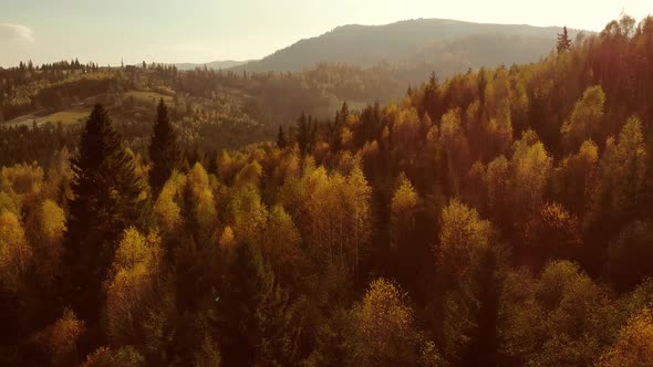 Flight over pine, spruce and deciduous tree forest in mountains countryside in sunset soft light. 