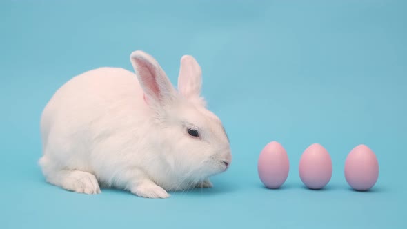 White Cute Easter Bunny on a Blue Background