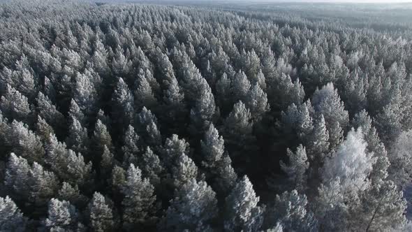 Aerial View of a Winter Forest