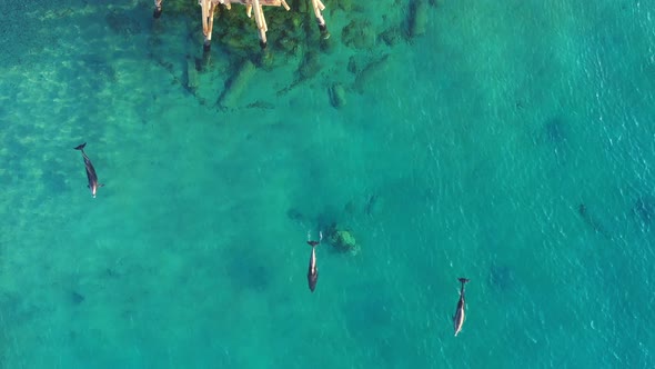 Gray dolphins come up with their backs to breathe as they swim off the coast of Eilat, Israel in the alt